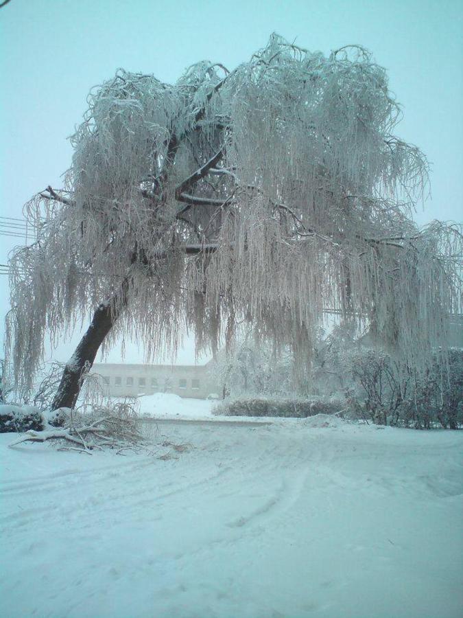 Schronisko Mlodziezowe Malgosia Albergue Lazy  Exterior foto